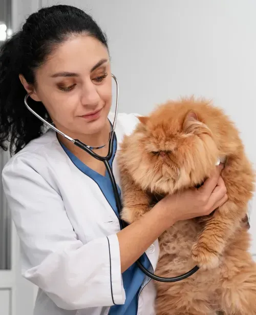 Veterinarian listening to a fluffy cat's heartbeat