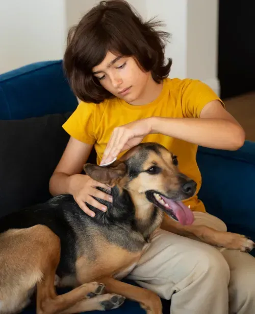 Child gently brushing a dog at home
