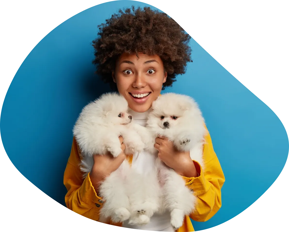 Woman holding two white pomeranian puppies