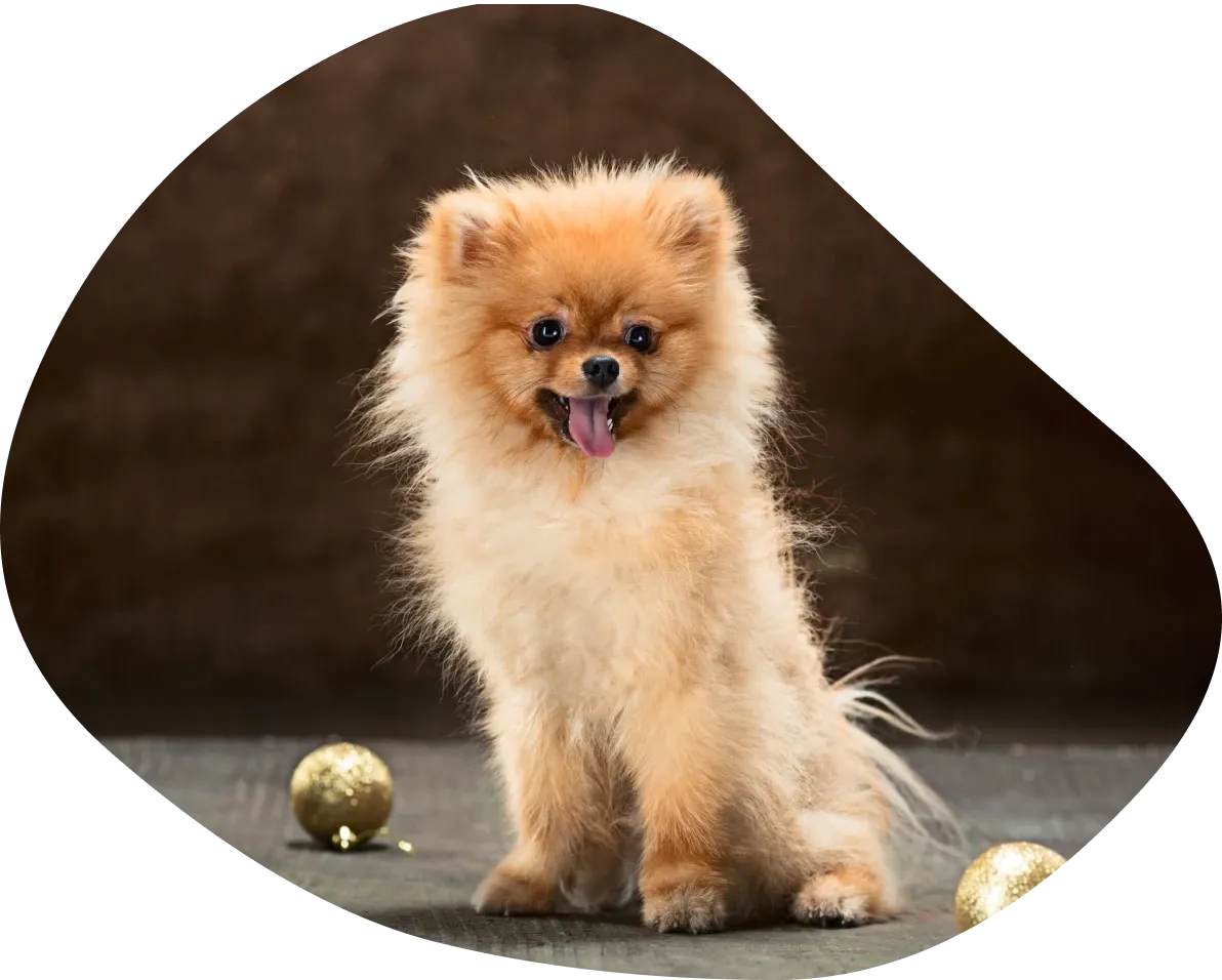Pomeranian dog sitting with golden baubles